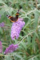 Gezien in de folder: vlinders in je tuin!