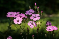 Hemelvaartsdag: hemelse planten