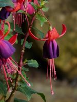 Haal meer uit uw tuin: stekken!