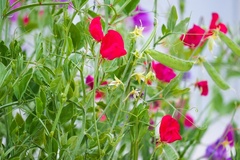 Tuin- en potplanten met zomerse geuren