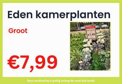 Eden collection kamerplanten groot