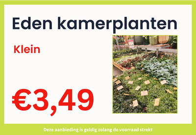 Eden collection kamerplanten klein