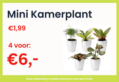 Mini kamerplant