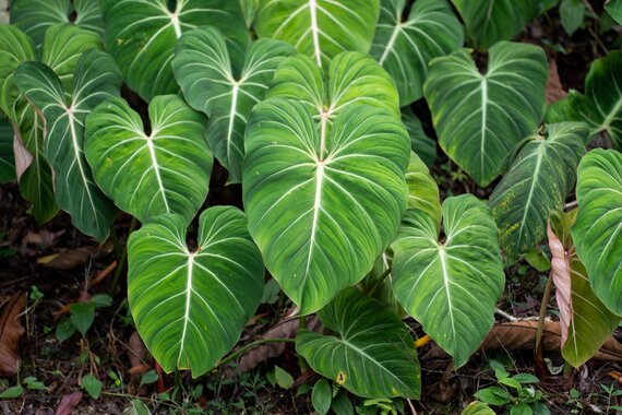 Philodendron